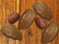 Pongamia Seeds