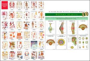 3d Biological Charts