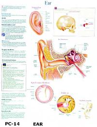 Ear Anatomical Charts