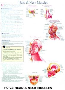 Head Muscles, Neck Muscles