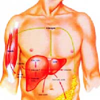 Human Anatomical Chart