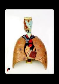 Human Heart, Human Lungs