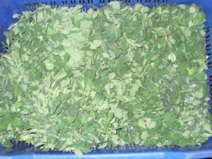 Fenugreek