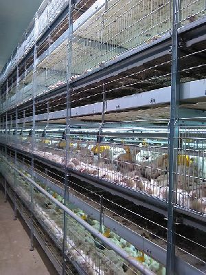 G E Broiler Battery Cage