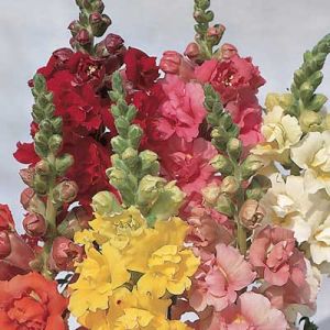 Antirrhinum Nanus - Semi Tall