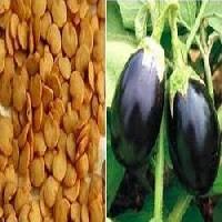 Brinjal Seeds