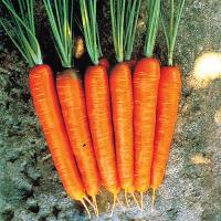 Carrots - Red Long