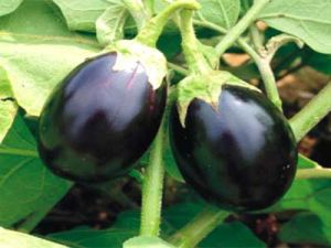 Egg Plants