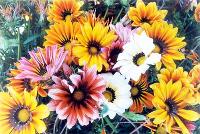 Gazania Splendens Sunshine Hybrid Mixed