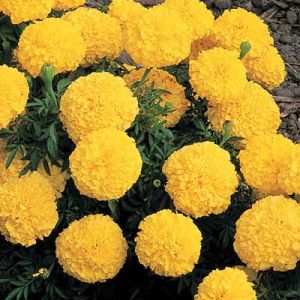 Tagetes Erecta - F1 Visa Yellow