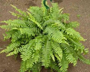 Boston Fern