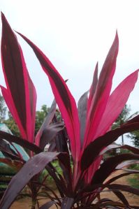 Cordyline Babydoll plant