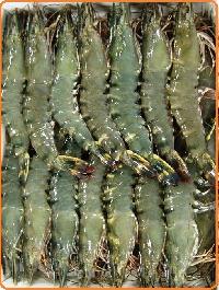 Black Tiger Shrimp