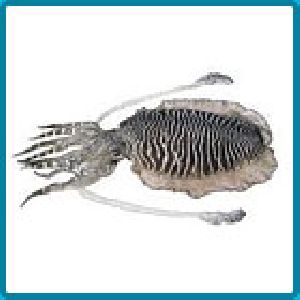 Cuttle fish (Sepia pharaohnis)