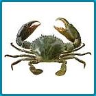 Green Mud Crab