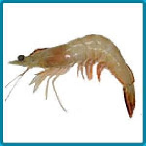 Naran (White Shrimp)