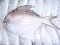 Silver Pomfret, White Pomfret