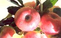 American Trel Indian Apples