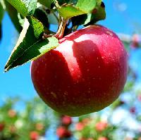 Delicious Indian Apples