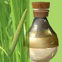 Calamus Oil