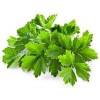 fresh coriander leaf