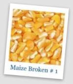 broken maize