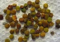 Indigofera Tinctoria Seeds