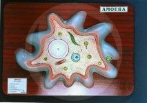 AMOEBA PROTEUS anatomy model