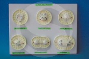 Animal Cell Division anatomy model