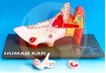 Human Ear, 3 Parts anatomy model