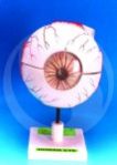 Human Eye, 3 Times Enlarged anatomy model