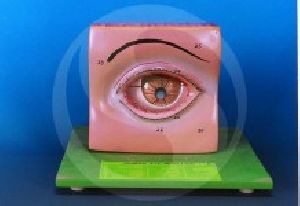 Human Eye with Lid anatomy model