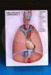 Human Heart And Lungs anatomy model