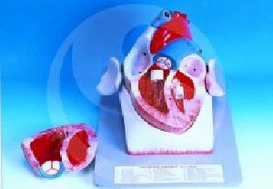 Human Heart Extra Large anatomy model