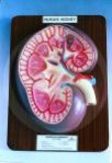 Human Kidney L. S anatomy model