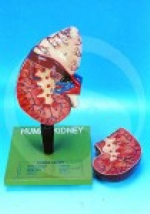 Human Kidney With Adrenal Gland anatomy model