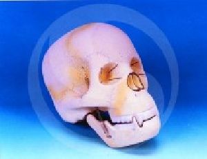 Human Skull