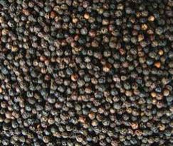 Black Pepper