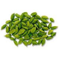 Cardamom