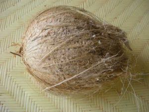 Matured Coconut