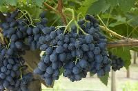 Fresh Table Grapes