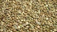 green robusta coffee