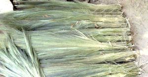 Raw Material of Grass Broom