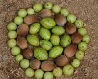 Triphala