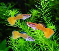 Ornamental Fish