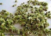 Fresh Moringa Hybrid Propogation Seeds