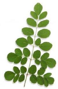 Moringa Leaf