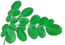 Moringa Leaf