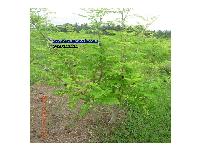 Moringa Leaf