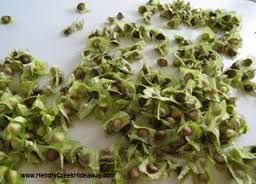 Moringa Plantation Seed